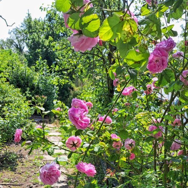 Ferme de La Corette plantes médicinales Rosier ancien