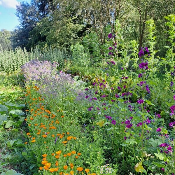 Ferme de La Corette plantes médicinales jardin vu d'ensemble